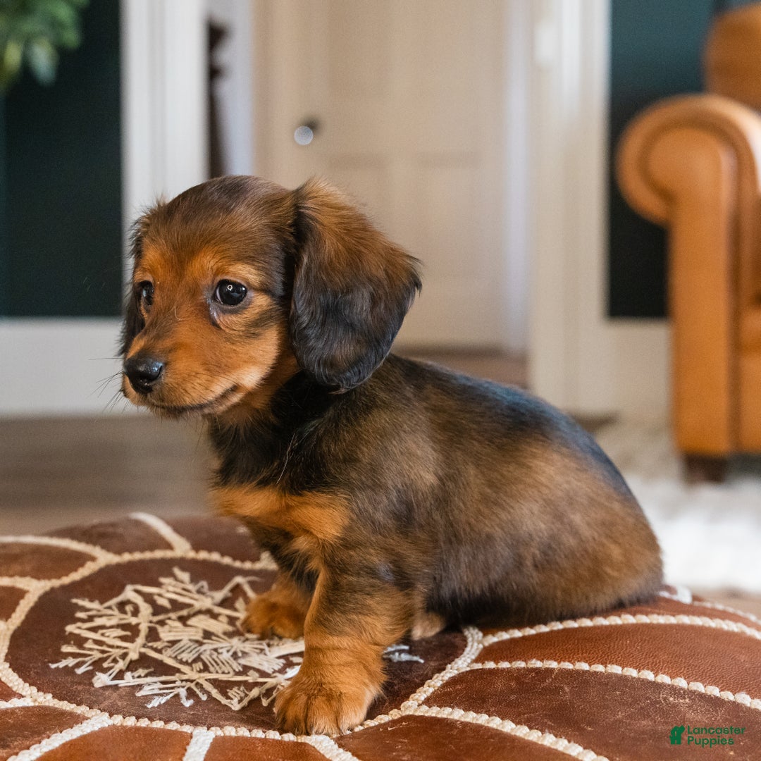 Dachshund dogs for sale: Honey - CHRISTMAS PUPPY! - Ad 1