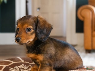 Dachshund dogs Honey - CHRISTMAS PUPPY! - Ad 3