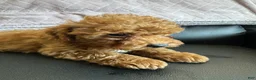 Mini Goldendoodle dogs for sale: Mini Goldendoodle 1 - Ad 2