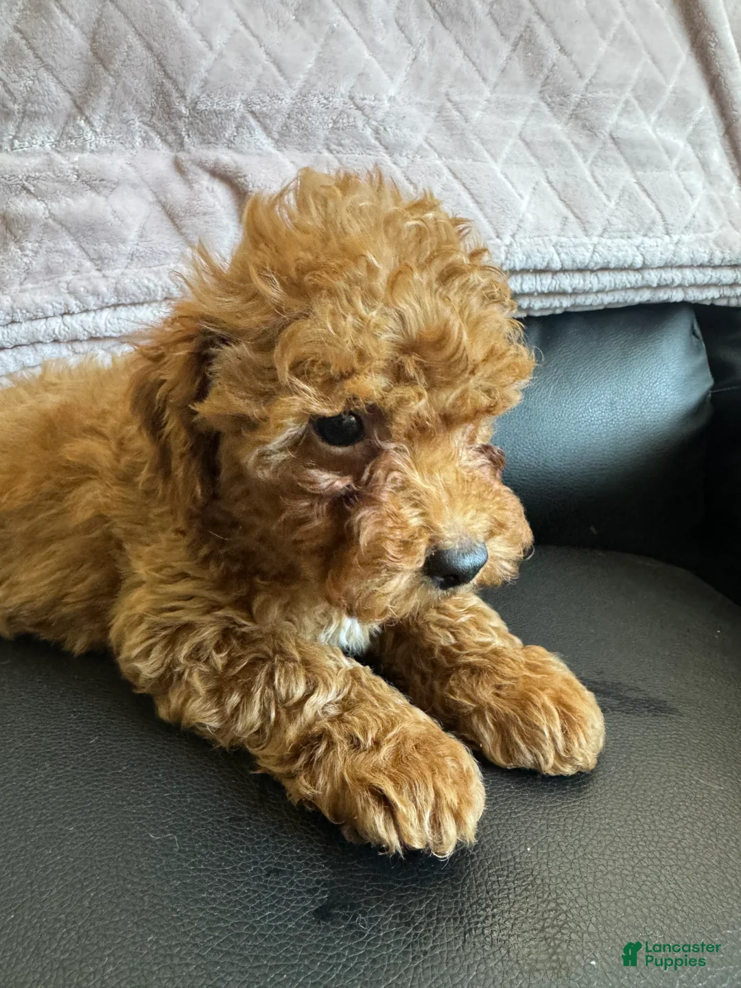 Mini Goldendoodle dogs for sale: Mini Goldendoodle 1 - Ad 2
