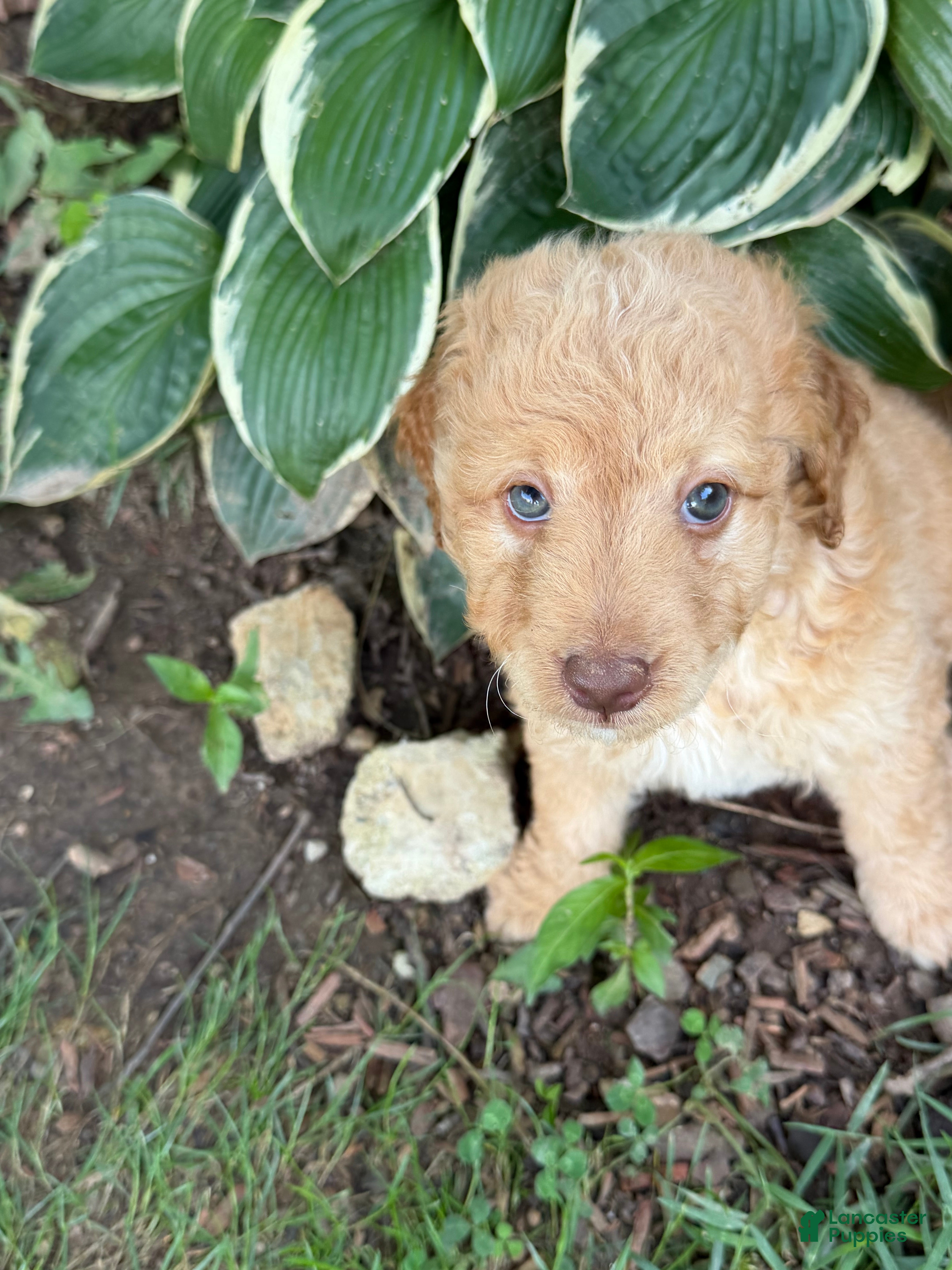 Aussiedoodle dogs Colby - Ad 1