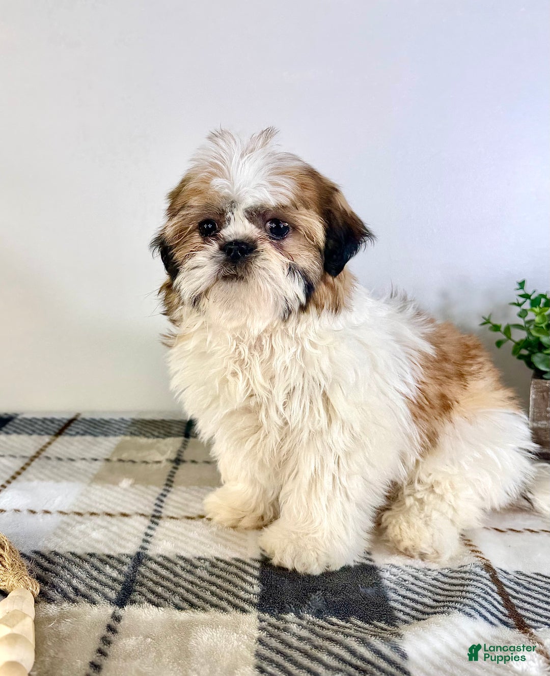 Shih Tzu dogs for sale: AKC Sammie - Ad 2