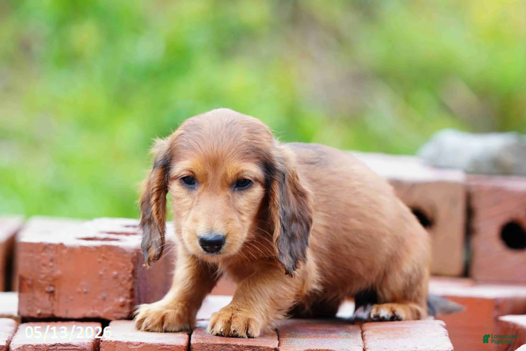 Miniature Dachshund dogs for sale: Dixie - Ad 1