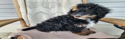 Mini Bernedoodle dogs for sale: Karly - Ad 17