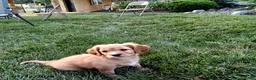 Miniature Golden Retriever dogs for sale: Emma - Ad 4