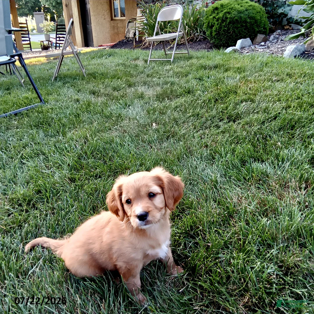 Miniature Golden Retriever dogs for sale: Emma - Ad 4