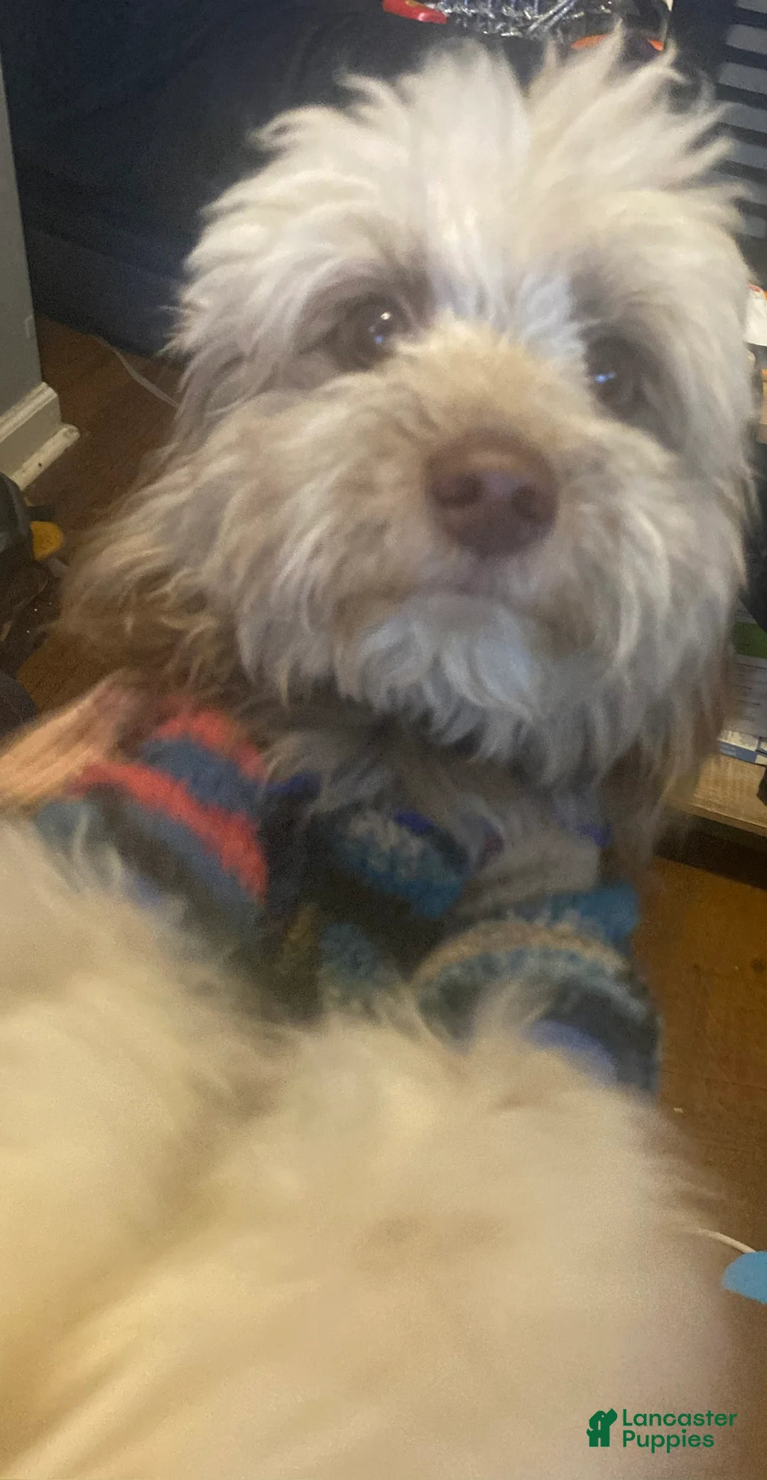 Pomapoo dogs for sale: Pomapoo Puppy 1 - Ad 4