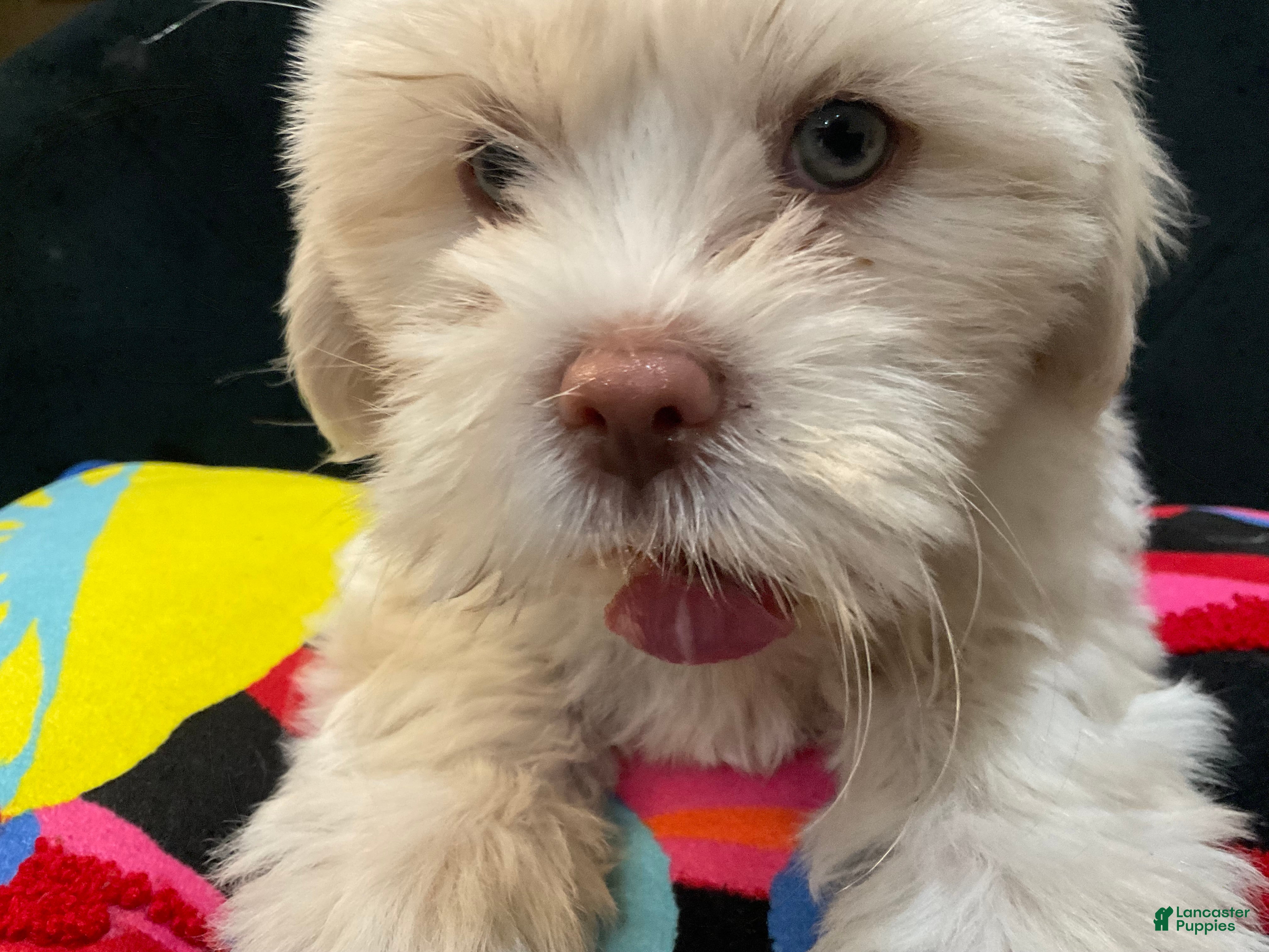 Mixed Breed dogs Lyte - Ad 18
