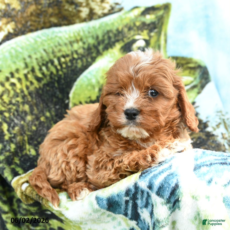 Cavapoo dogs for sale: Malachi - Ad 2