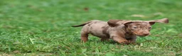 Miniature Dachshund dogs for sale: Swiss Rolls - Ad 3