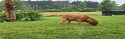 Labrador Retriever dogs for stud: Barney - Ad 10