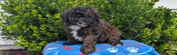 Mixed Breed dogs for sale: Dakota - Ad 7