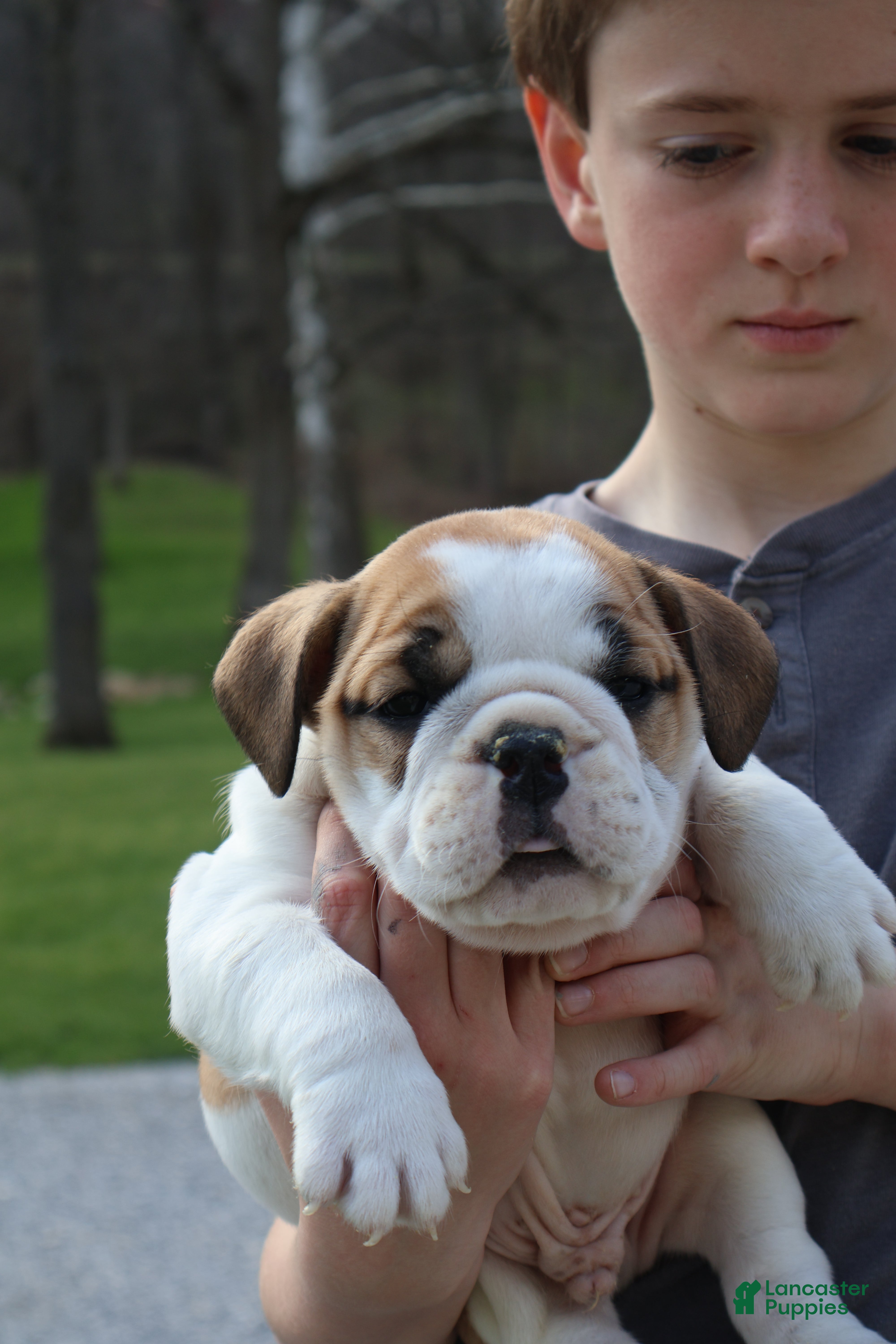 English Bulldog dogs Waylon - Ad 2