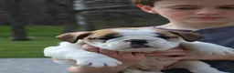 English Bulldog dogs for sale: Waylon - Ad 2
