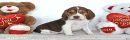 Beagle dogs for sale: Winston - Ad 4
