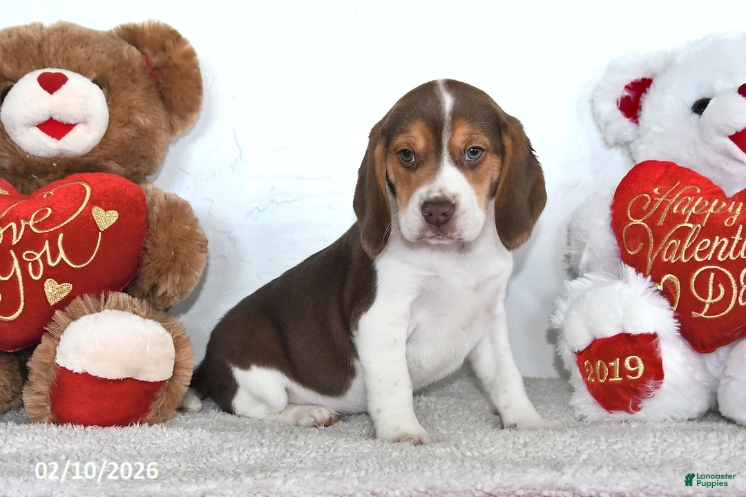 Beagle dogs for sale: Winston - Ad 4
