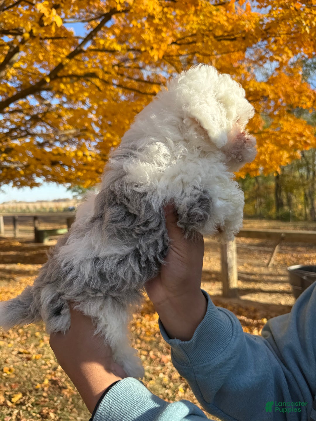 Mixed Breed dogs for sale: Lawson - Ad 11