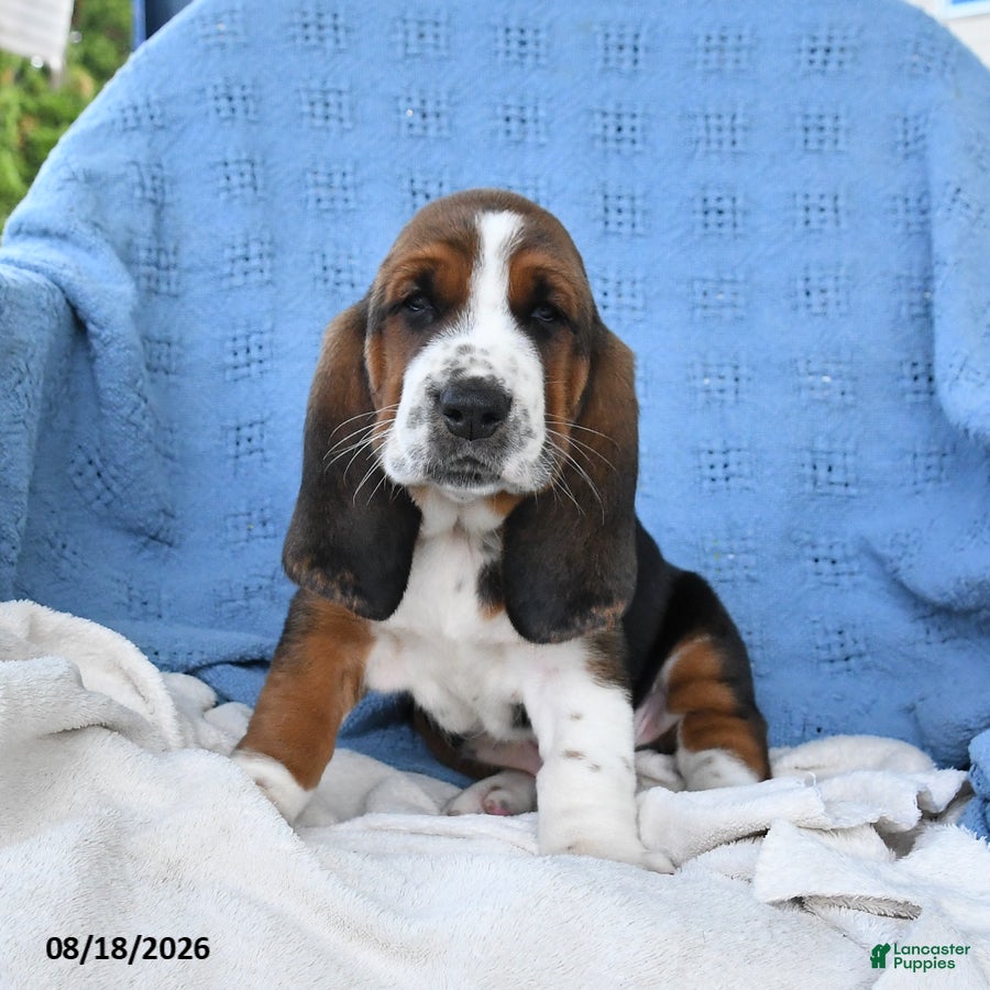 Basset Hound dogs Charles - Ad 1