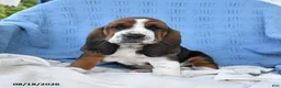 Basset Hound dogs for sale: Charles - Ad 1