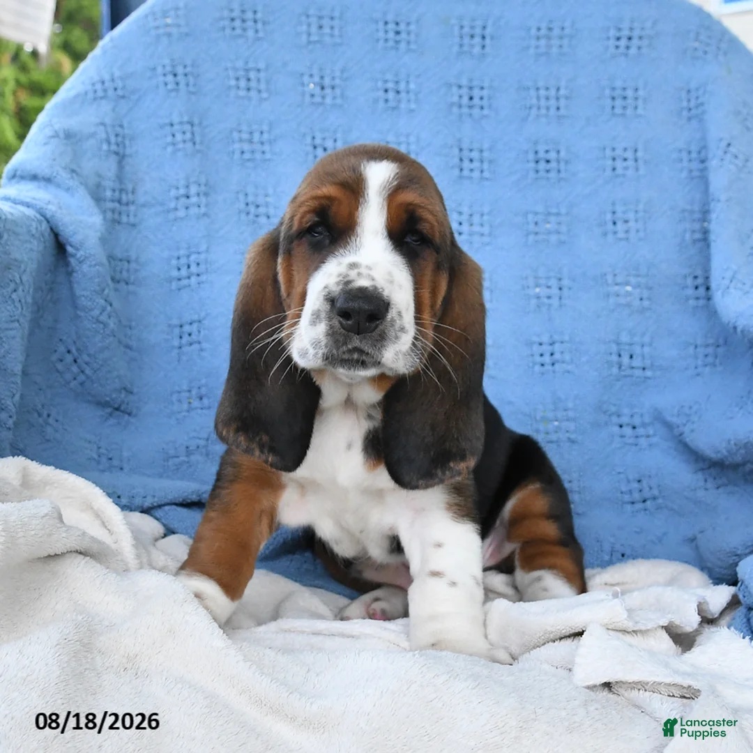 Basset Hound dogs for sale: Charles - Ad 1