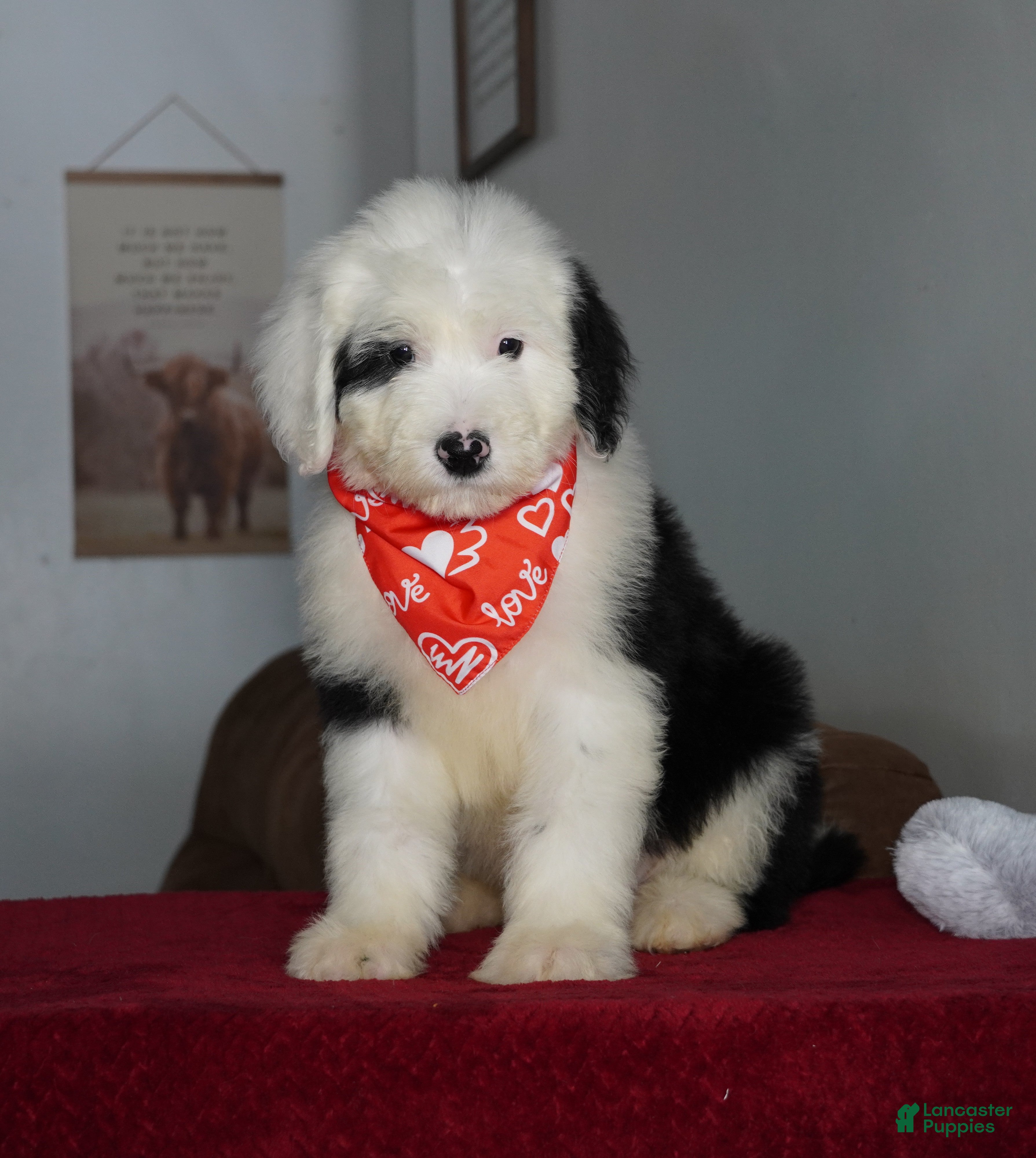 Sheepadoodle dogs Ollie - Ad 25