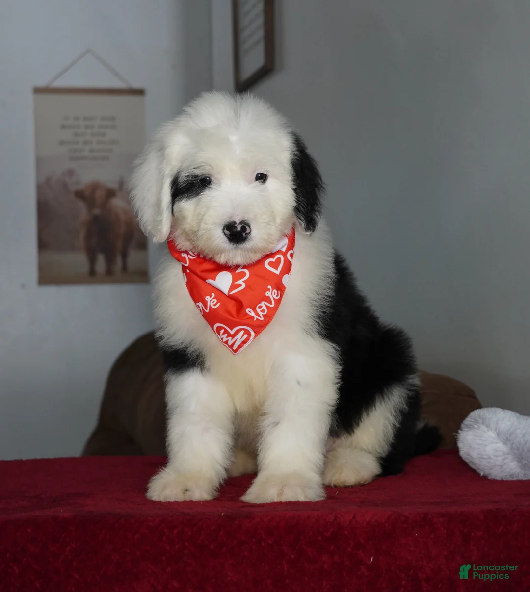 Sheepadoodle dogs for sale: Ollie - Ad 1