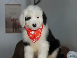 Sheepadoodle dogs Ollie - Ad 25