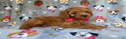 Cavapoo dogs for sale: Meeko - Ad 5