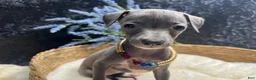 Italian Greyhound dogs for sale: Italian Greyhound 1 - Ad 4