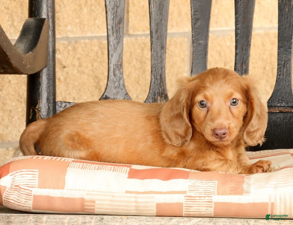 Miniature Dachshund dogs for sale: Rocky - Ad 6