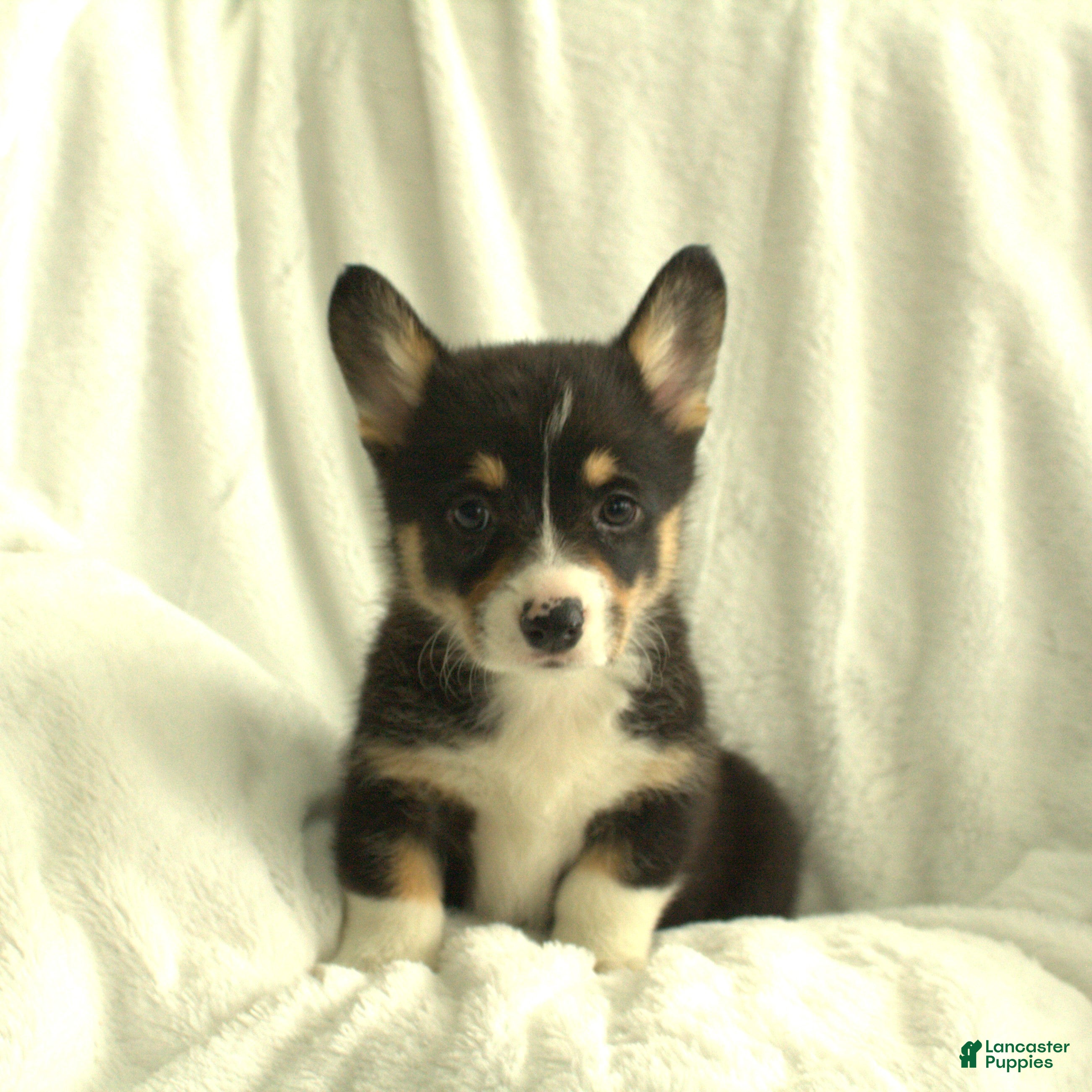 Welsh Corgi Pembroke dogs Dolly - Ad 2