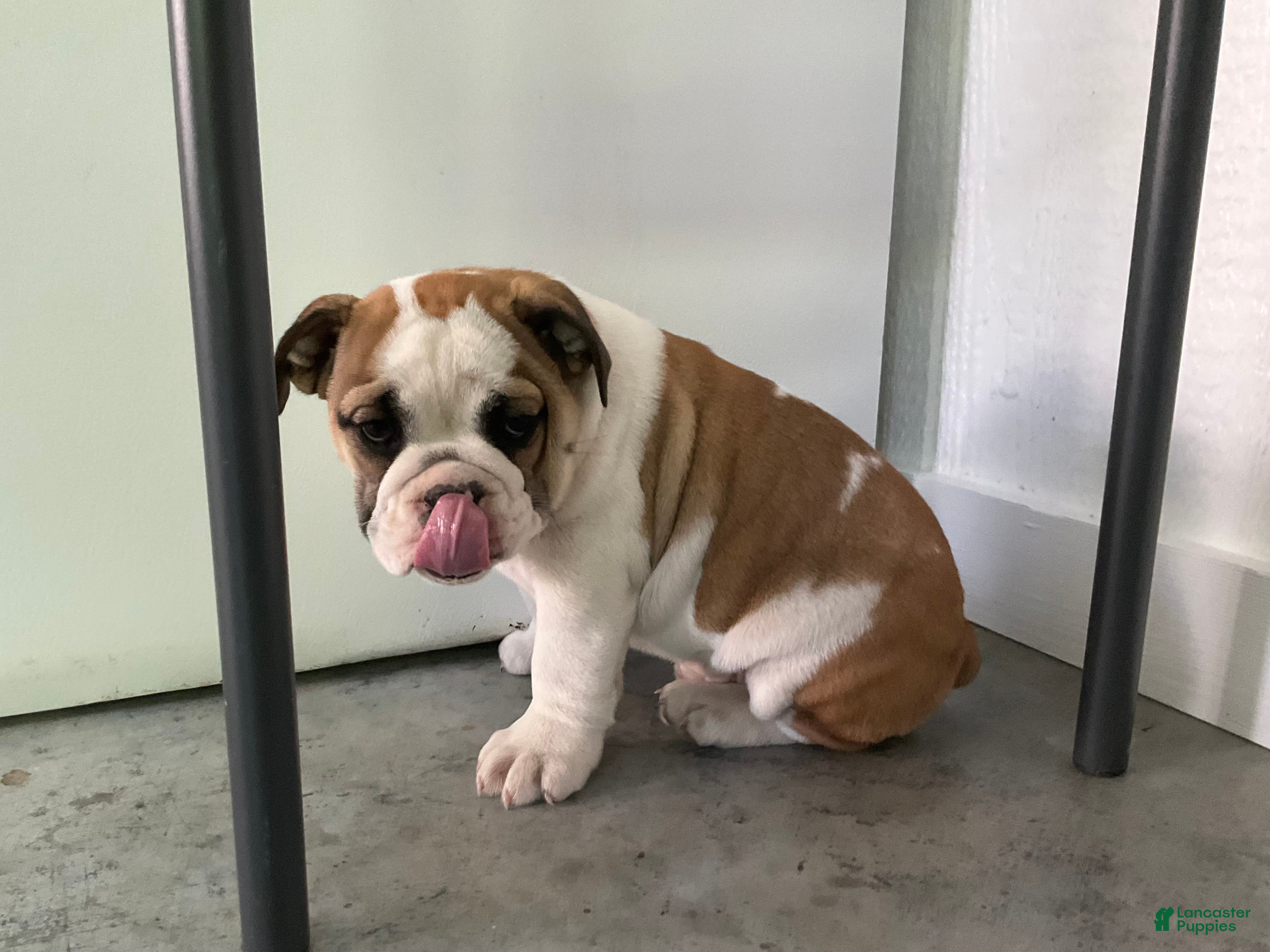 English Bulldog dogs Vanessa - Ad 2