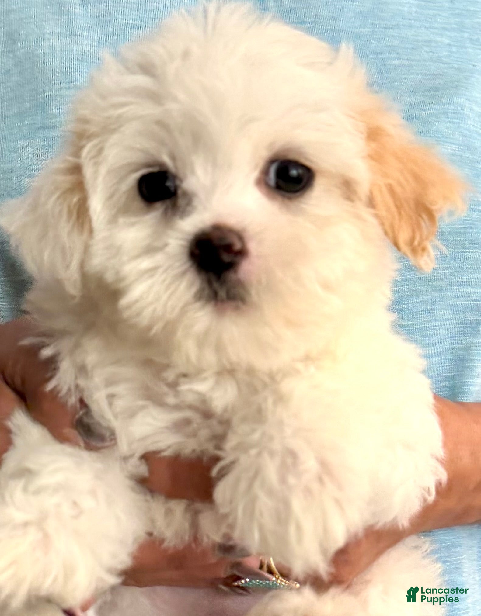 Maltipoo dogs Maltipoo 2 - Ad 1
