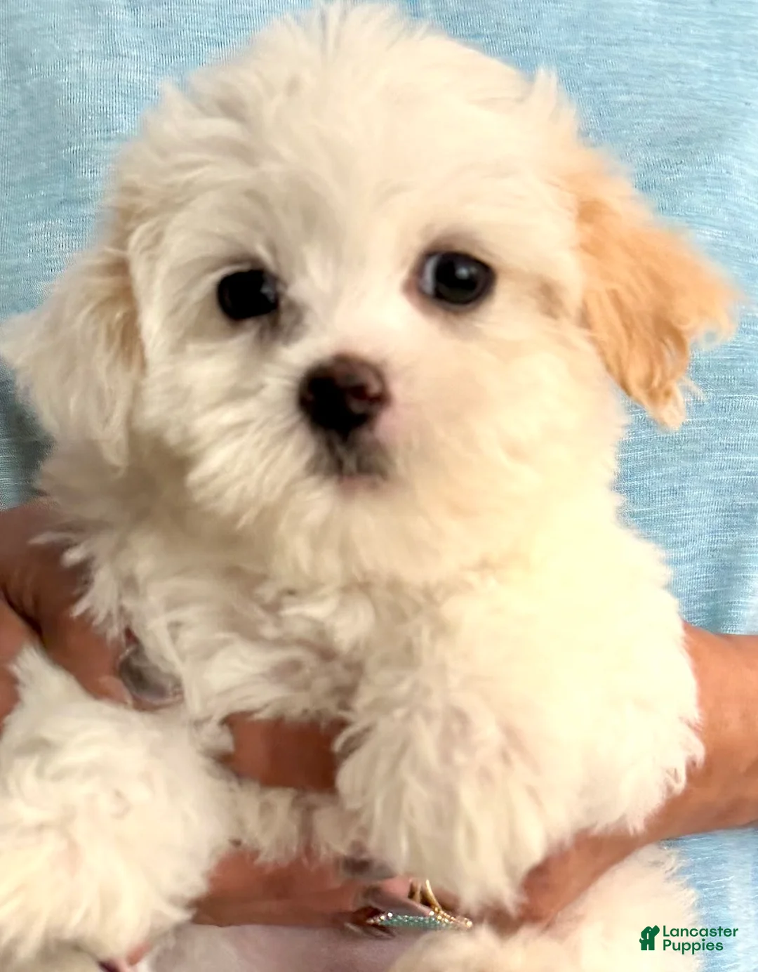Maltipoo dogs for sale: Maltipoo 2 - Ad 1