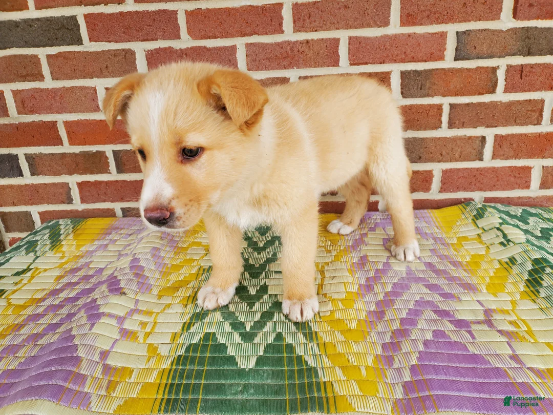 Mixed Breed dogs for sale: Freddy - Ad 3