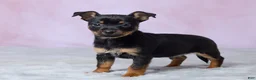 Chihuahua dogs for sale: Trixie - Ad 5