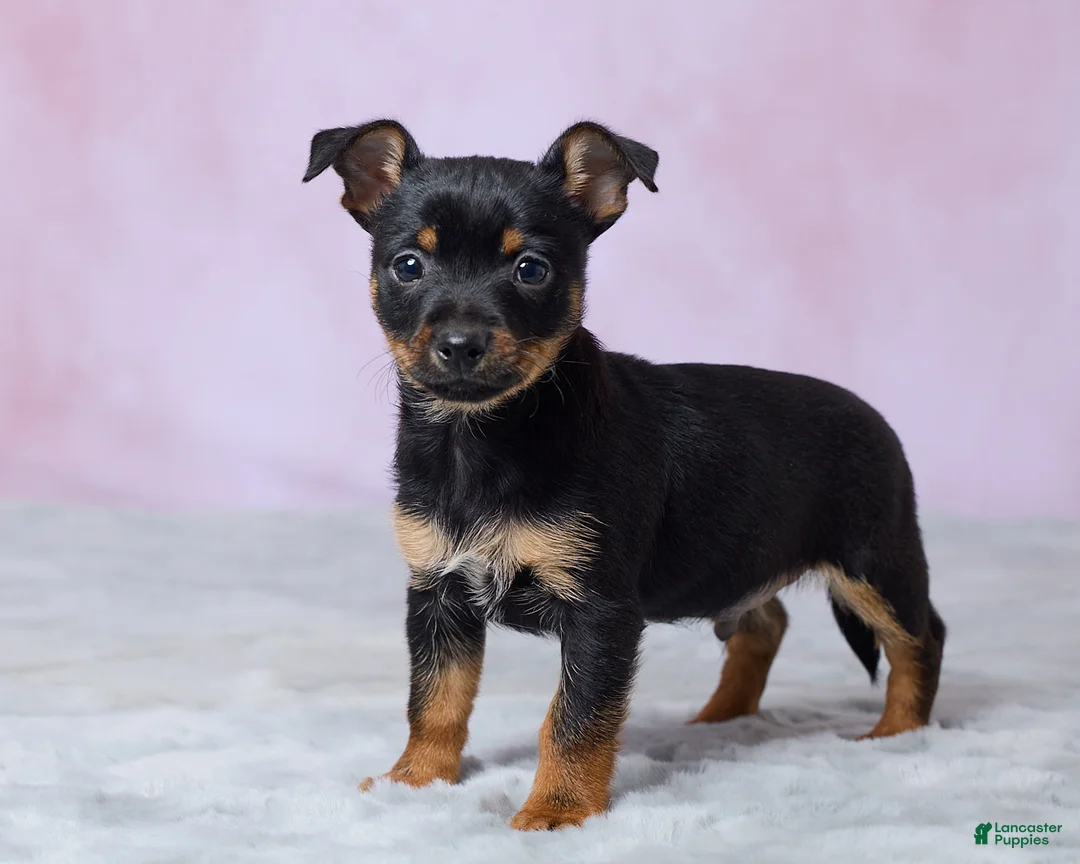 Chihuahua dogs for sale: Trixie - Ad 5