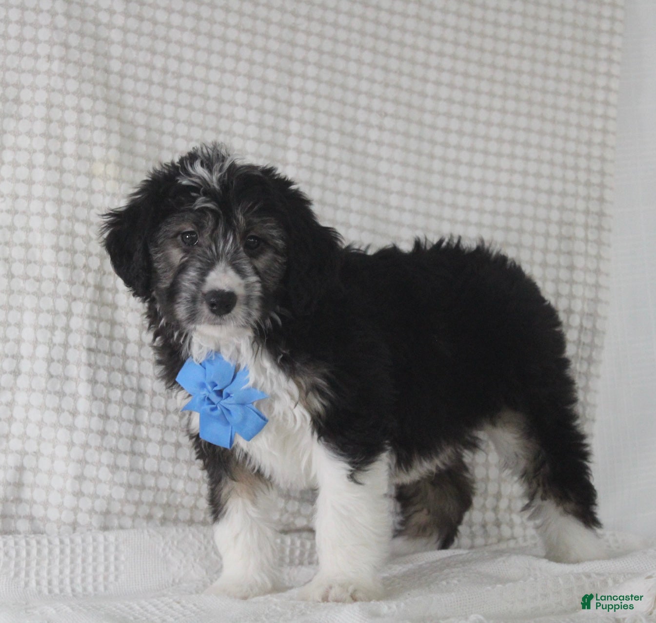 Mini Aussiedoodle dogs Omar - Ad 1