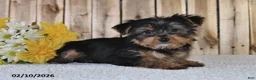 Yorkshire Terrier dogs for sale: Joey - Ad 4