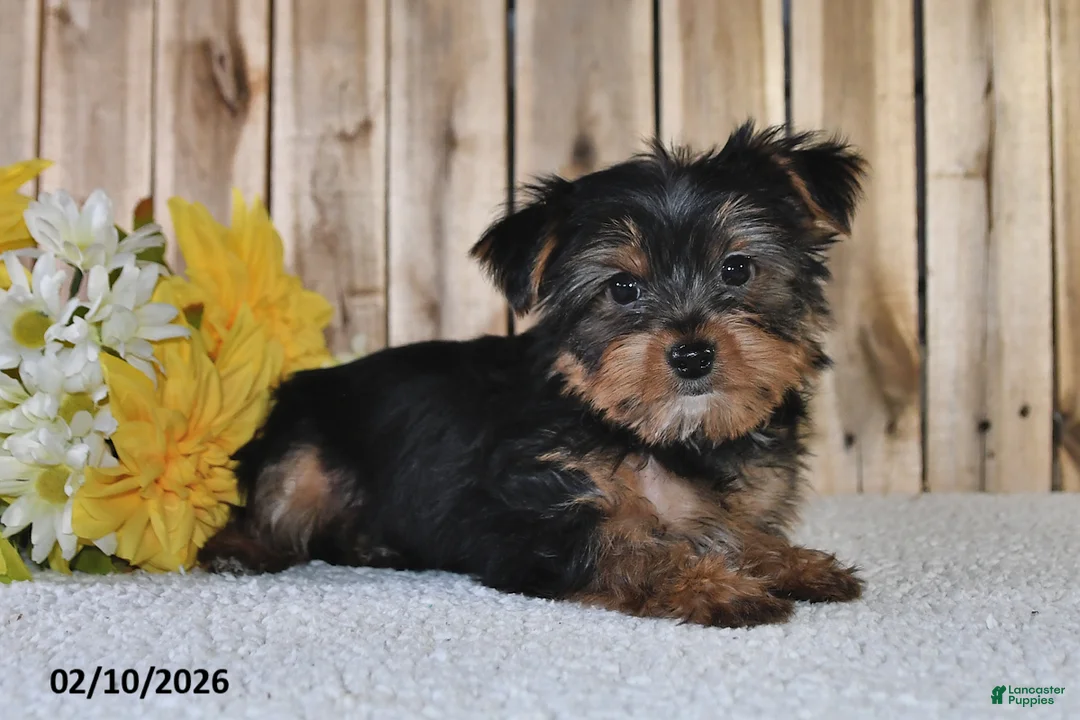 Yorkshire Terrier dogs for sale: Joey - Ad 4