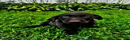 Labrador Retriever dogs for sale: Summer - Ad 4