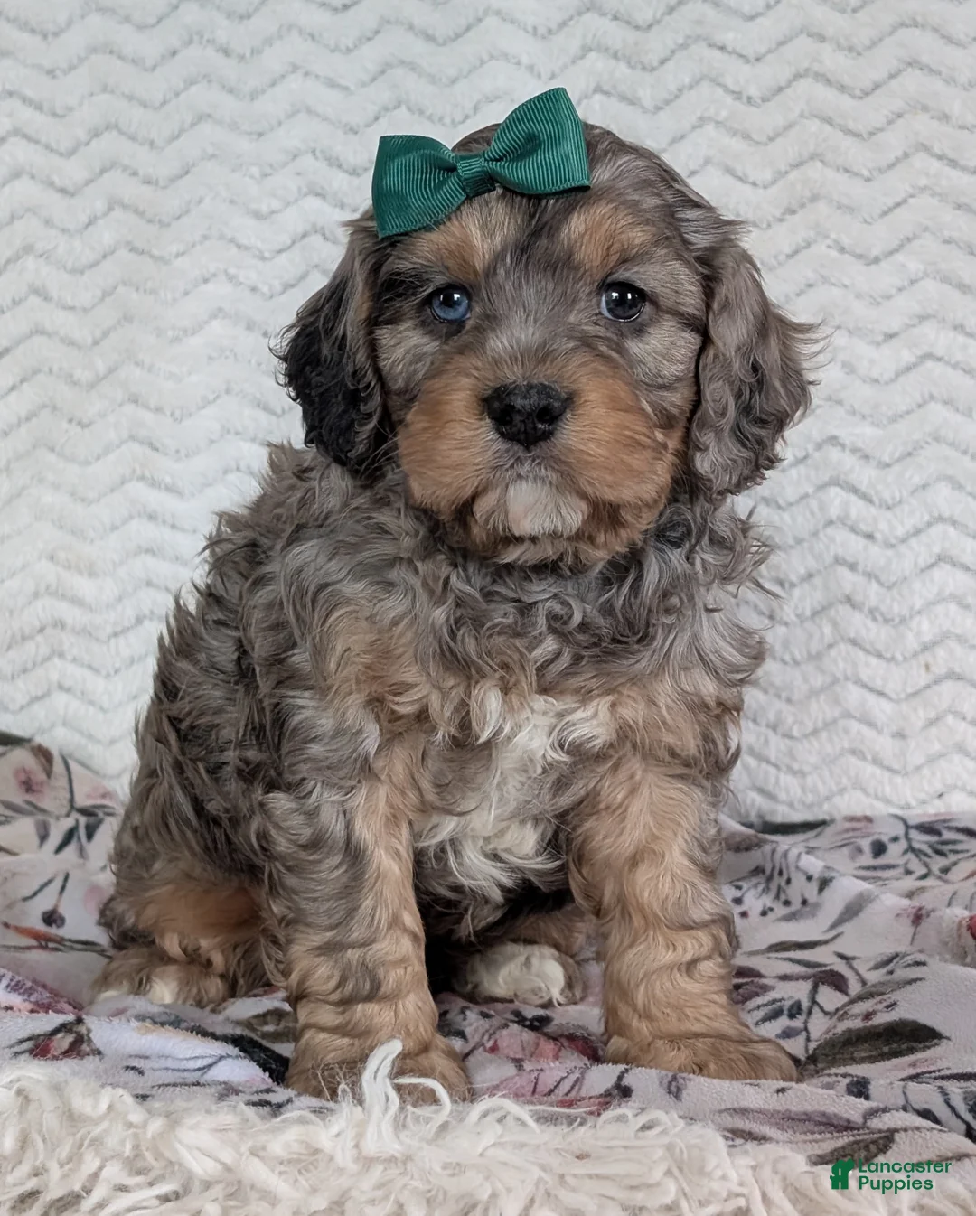 Cavapoo dogs for sale: Mickie - Ad 1