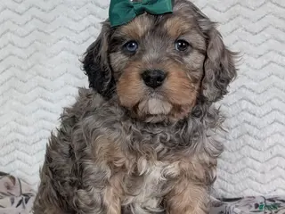 Cavapoo dogs Mickie - Ad 10