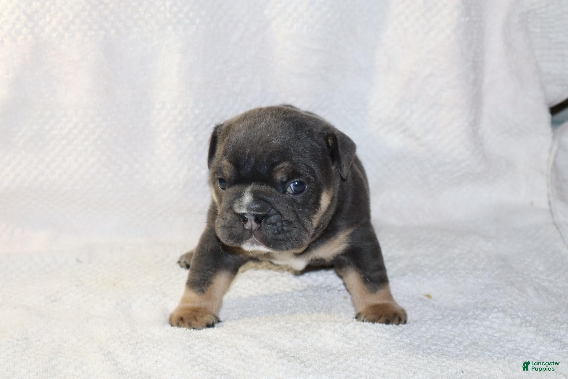 English Bulldog dogs Oscar - Ad 2