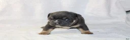 English Bulldog dogs for sale: Oscar - Ad 2