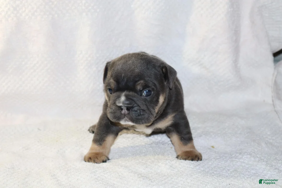 English Bulldog dogs for sale: Oscar - Ad 2