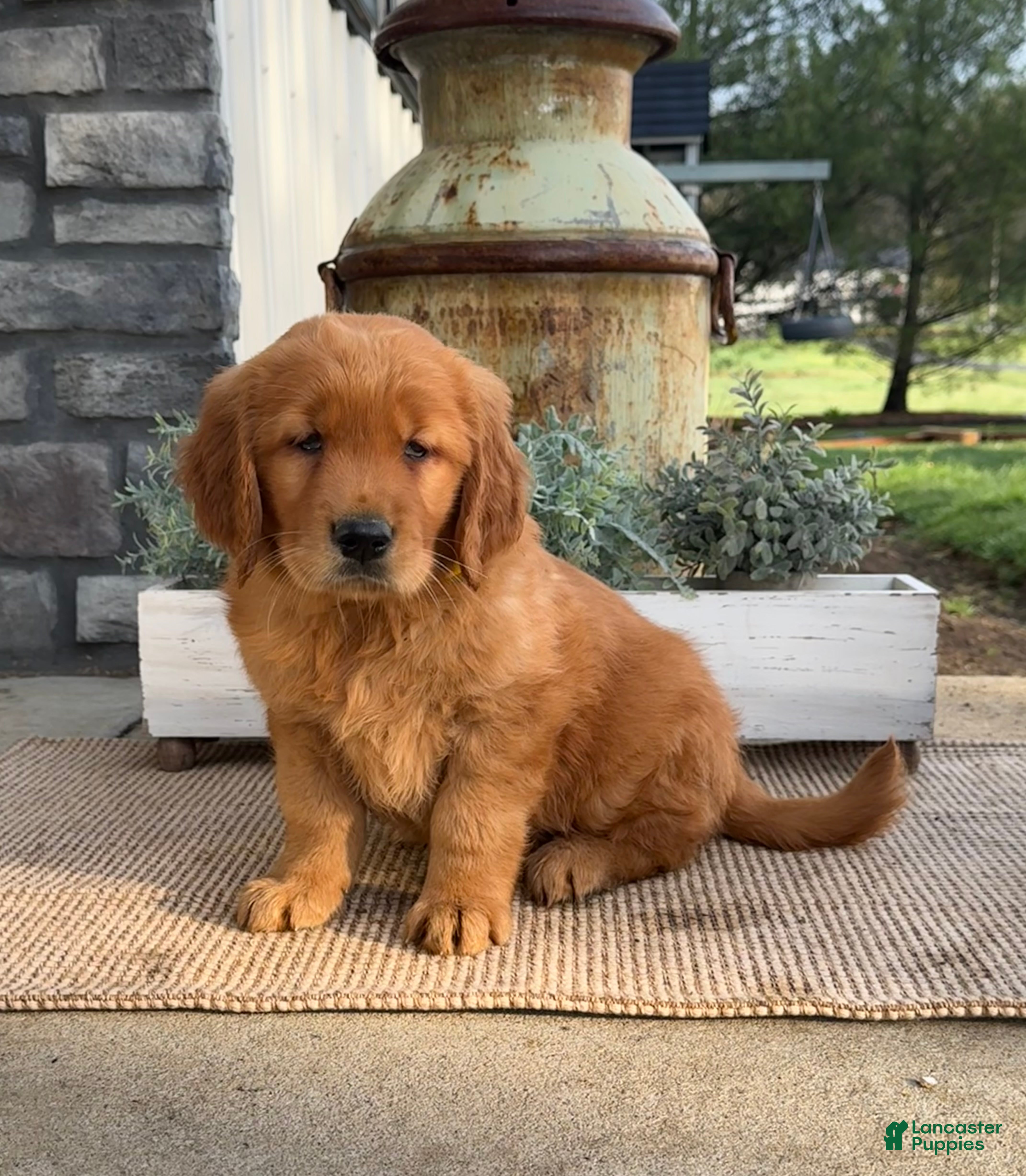 Golden Retriever dogs Wilma - Ad 2