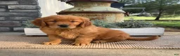 Golden Retriever dogs for sale: Wilma - Ad 2