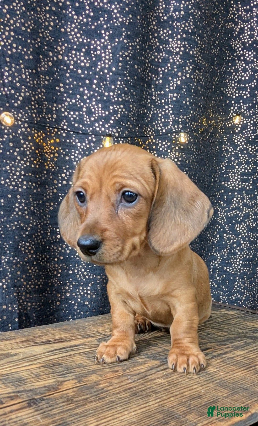 Dachshund dogs for sale: Belle - Ad 2