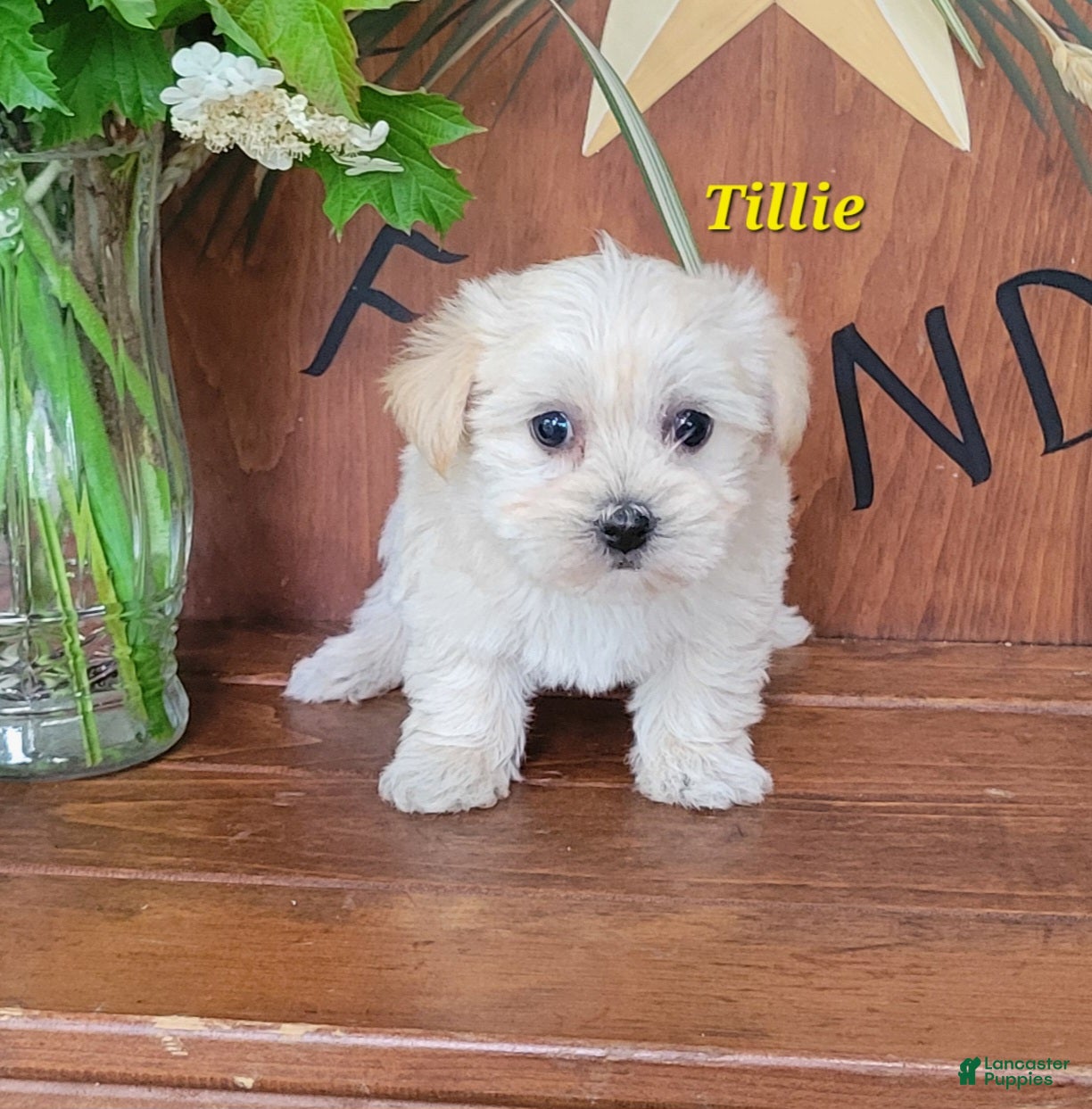 Morkie dogs Tilly - Ad 2